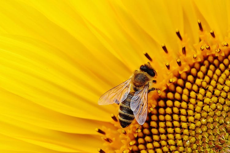 Polyurethane hives to increase honey production