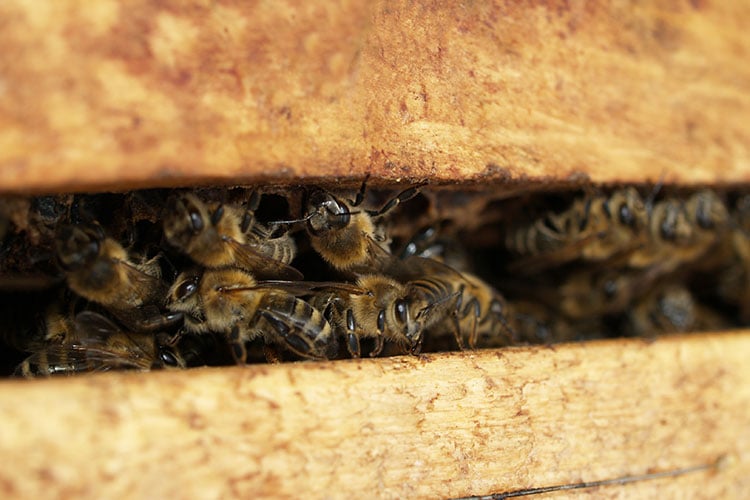 Polyurethane hives to increase honey production