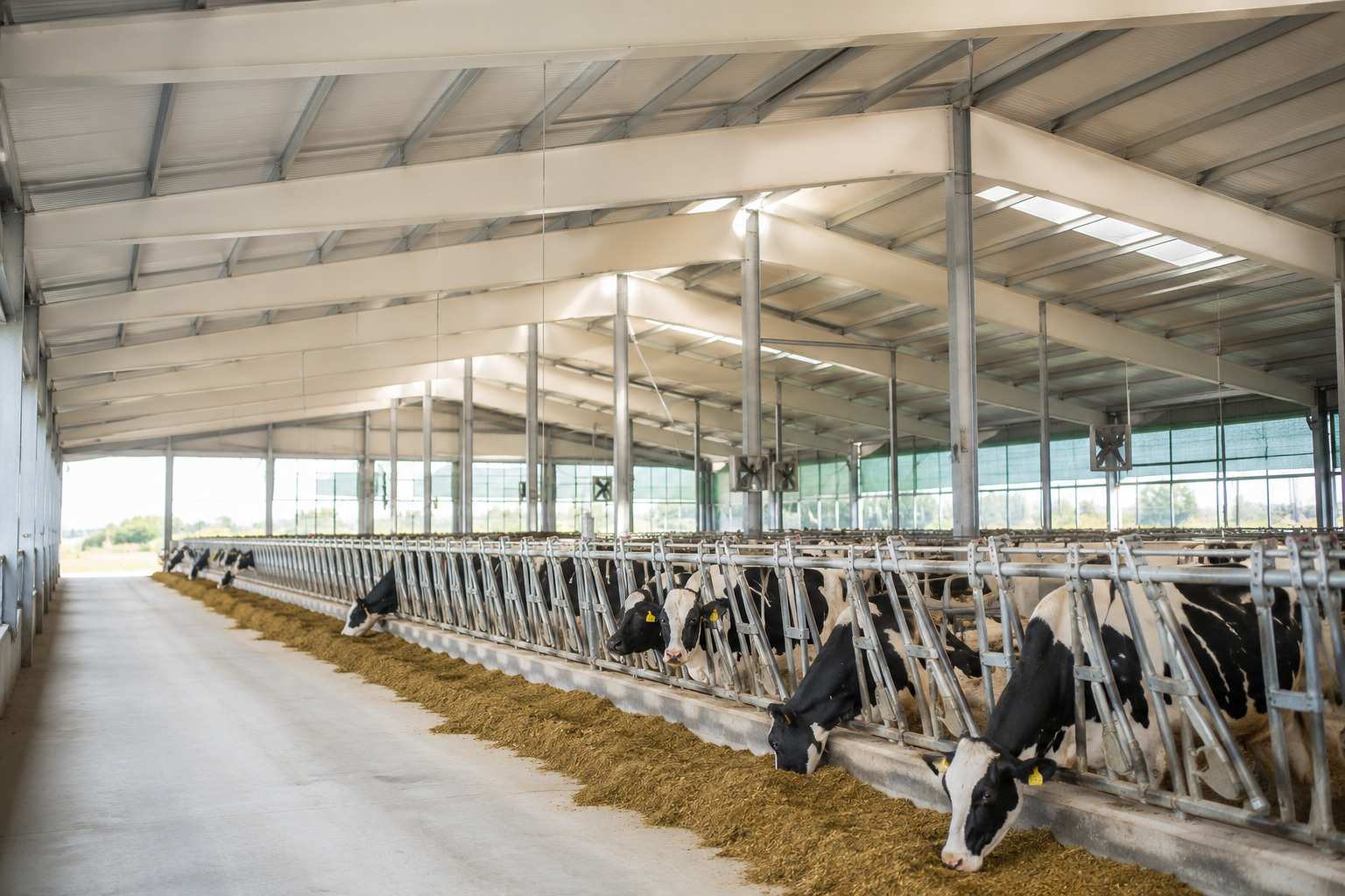 How to protect livestock farms from heat with efficient thermal insulation